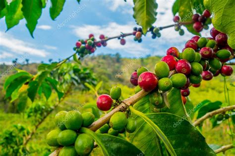where is coffee grown in colombia
